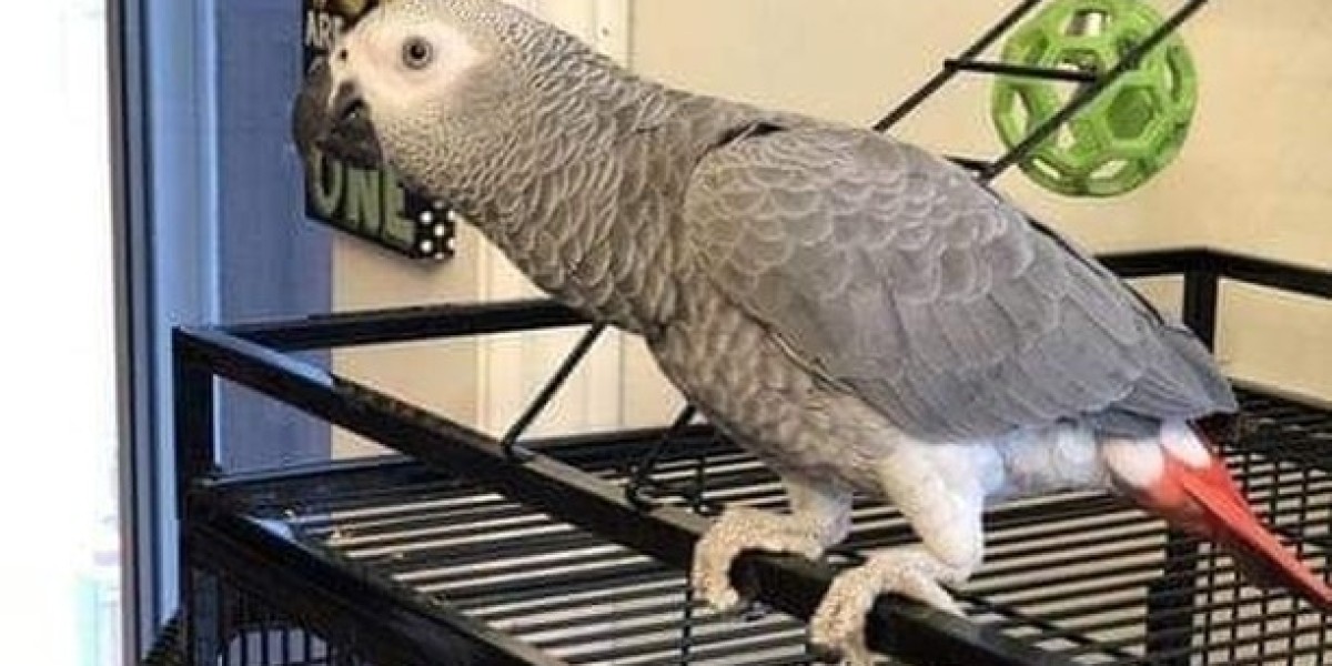 11 Ways To Completely Redesign Your Parrots African Grey For Sale