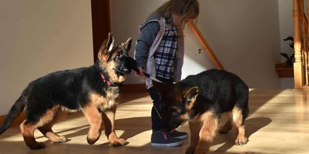 How To Build A Successful German Shepherd Life Expectancy Even If You're Not Business-Savvy