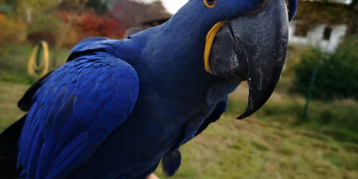 The Price of Hyacinth Macaws: What to Know Before Owning the Gentle Giant of the Parrot World