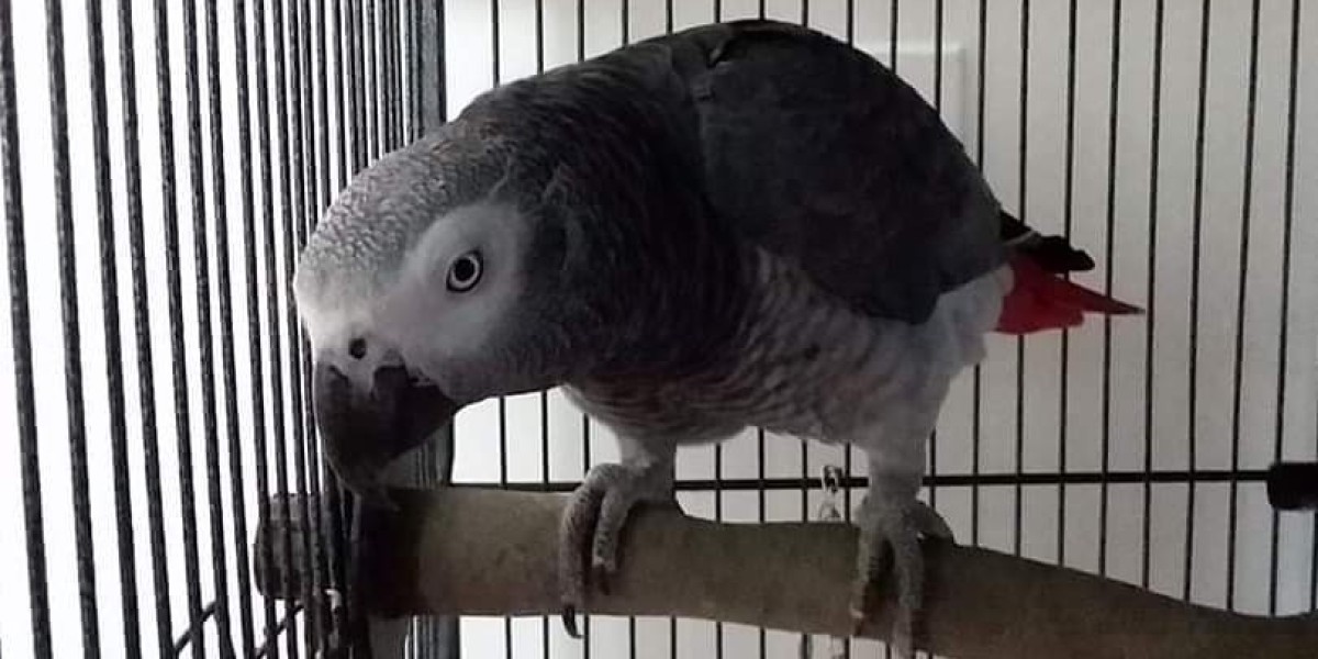 Understanding African Grey Parrot Size: A Comprehensive Guide