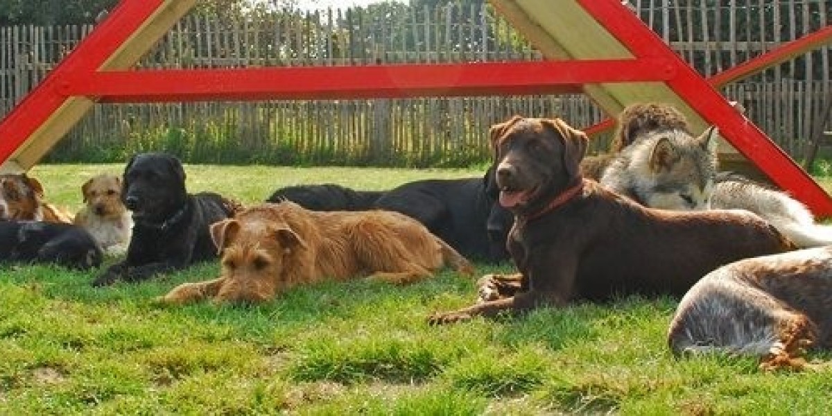 Finding the Perfect Home Away From Home: Your Guide to Searching for Dog Kennels Near Me